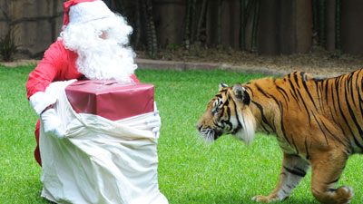 Hopefully this tiger was on the nice list.
