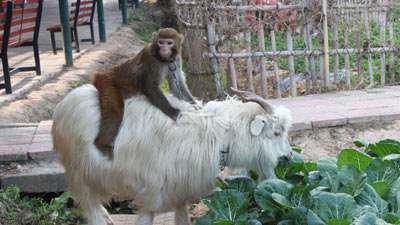 Goat Riding Monkey