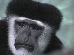 Concerned monkey